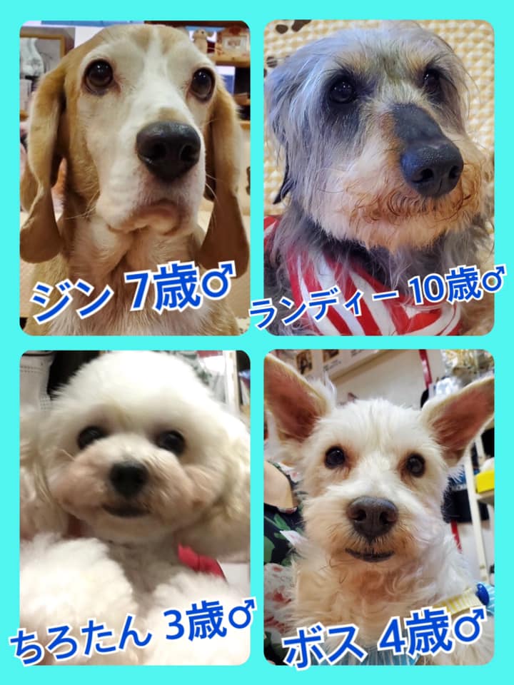 🐾今日の里親様募集中ワンコ🐶メンバーです🐾2020,6,4